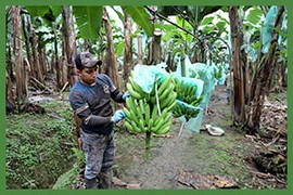 Santana Organic Industries SOIN. Organic and Natural Ecuatorian Products