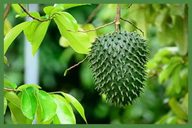 Santana Organic Industries SOIN. Organic and Natural Ecuatorian Products
