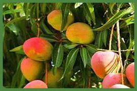 Santana Organic Industries SOIN. Organic and Natural Ecuatorian Products
