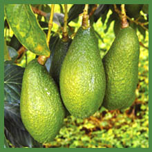 Organic Avocados in Arizona